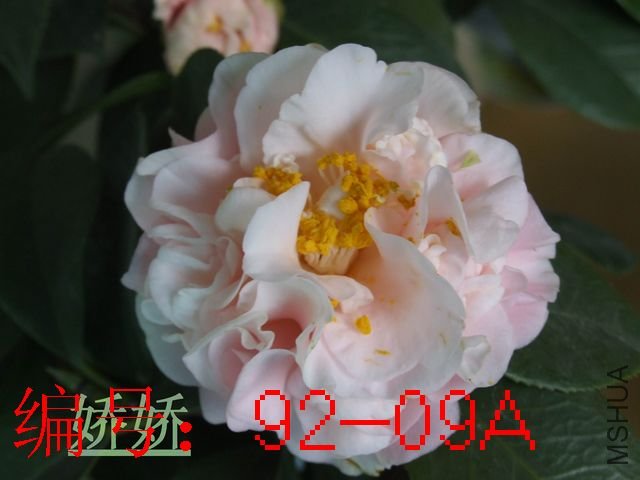 DSCF8259.JPG