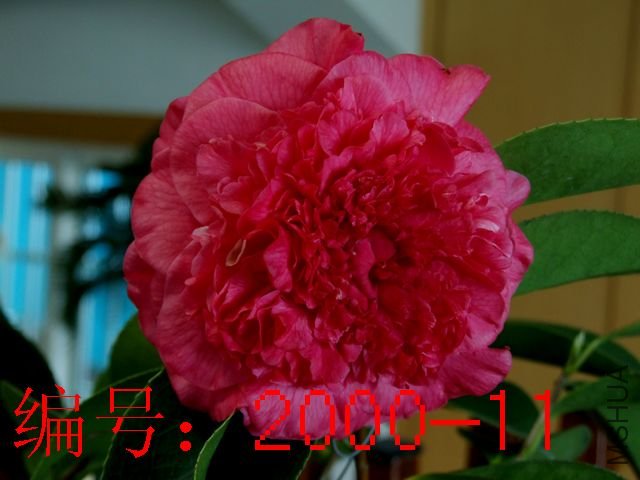 DSCF2490.JPG