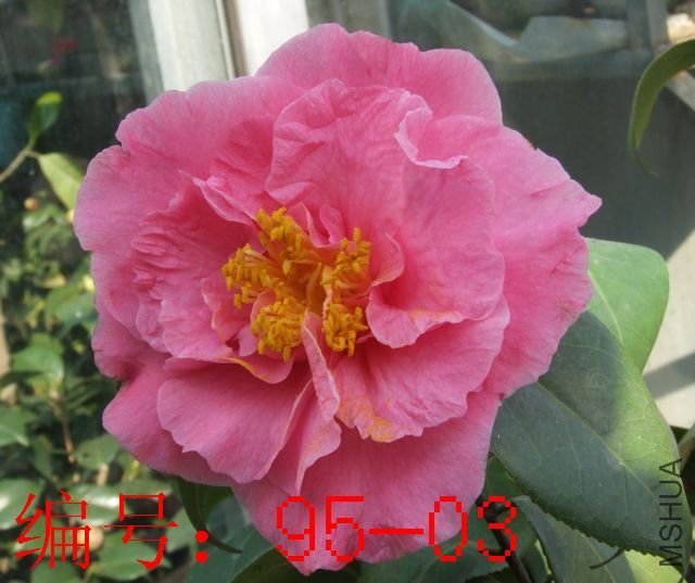 DSCF2200.JPG
