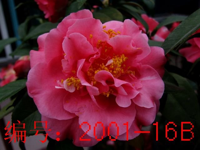 DSCF4448.JPG