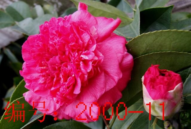 DSCF2376.JPG