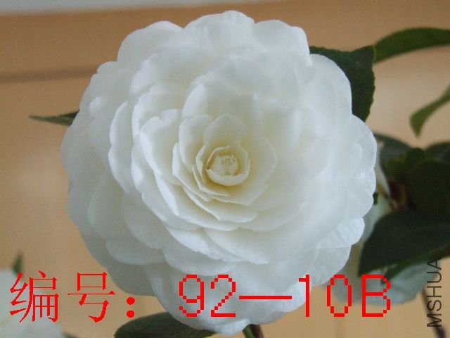DSCF7328.JPG