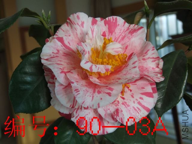 DSCF8215.JPG