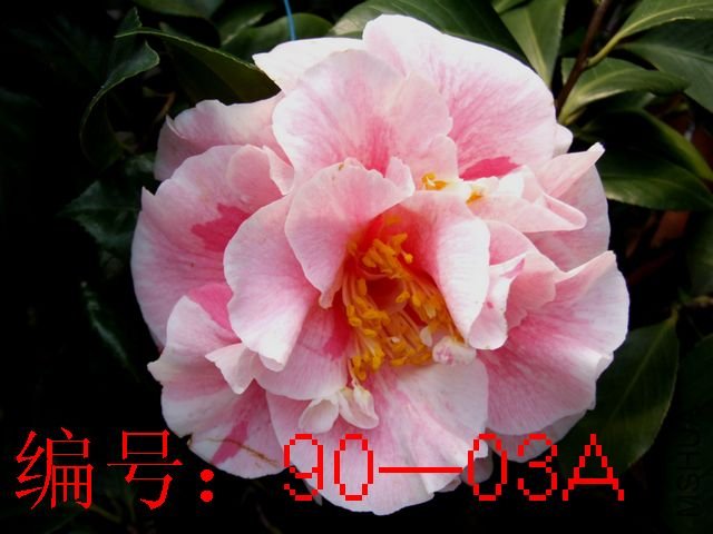 DSCF3382.JPG