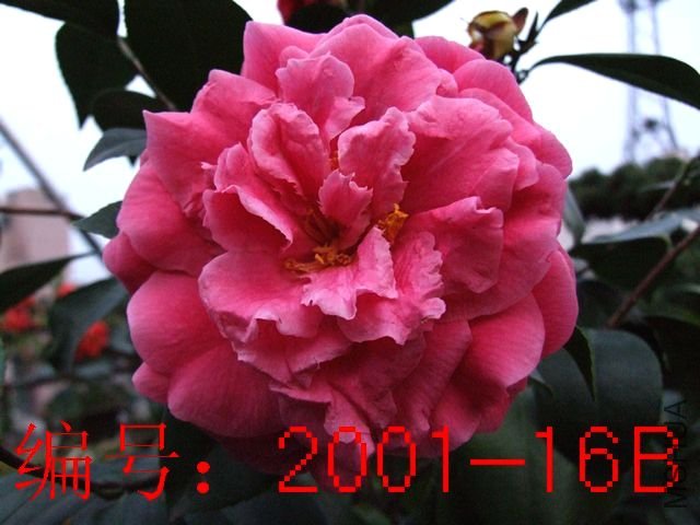 DSCF4373.JPG