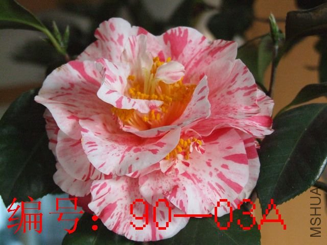 DSCF8242.JPG