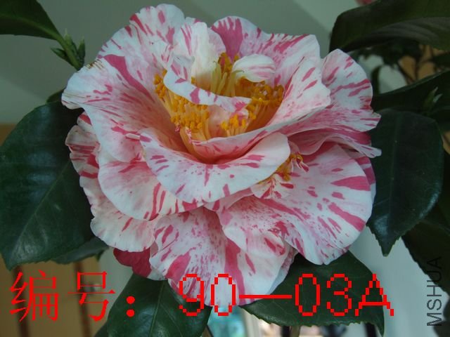 DSCF8297.JPG