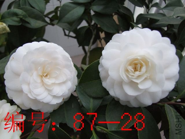 DSCF7081.jpg