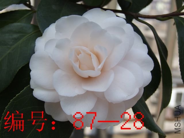 DSCF7930.JPG