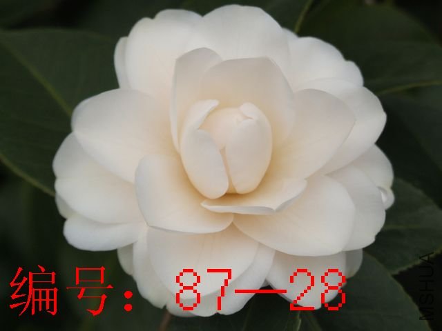 DSCF2205.JPG