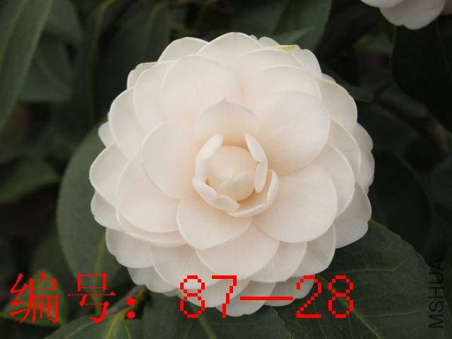 DSCF8038.JPG