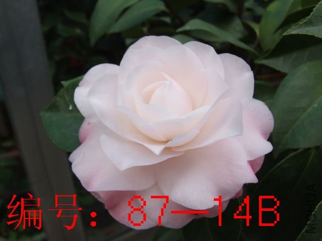 DSCF4259.JPG