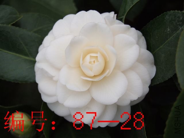DSCF7495.JPG