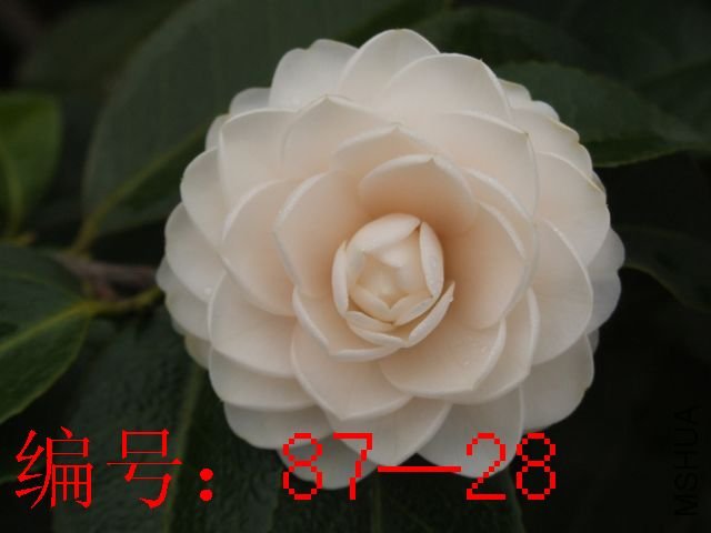 DSCF7967.JPG