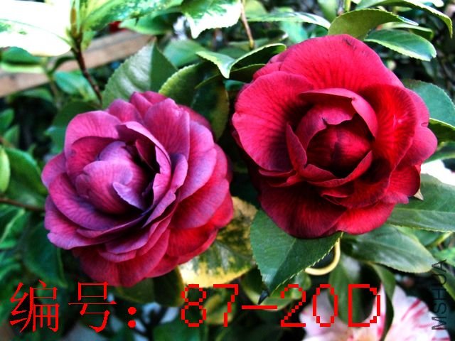 DSCF7572.JPG