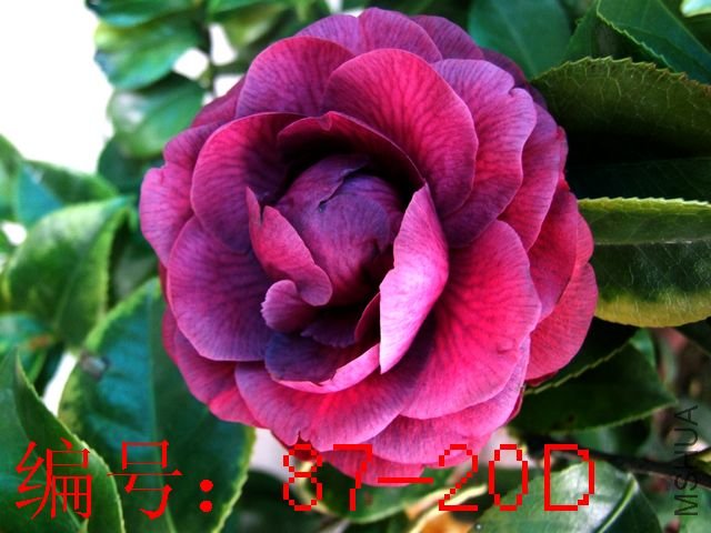 DSCF7535.JPG
