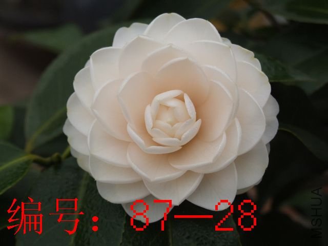 DSCF7948.JPG