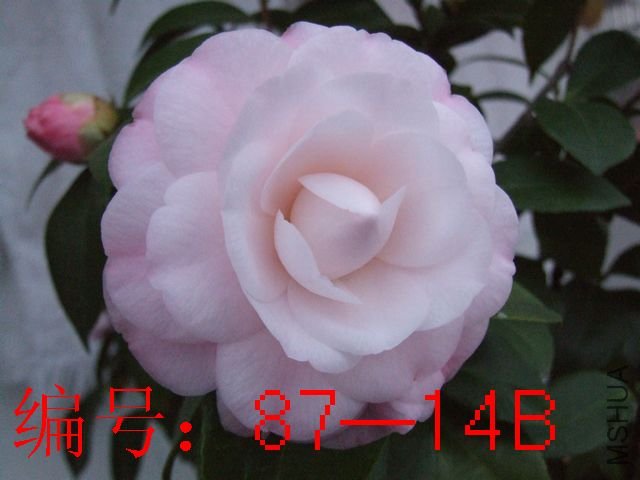 DSCF6652.JPG