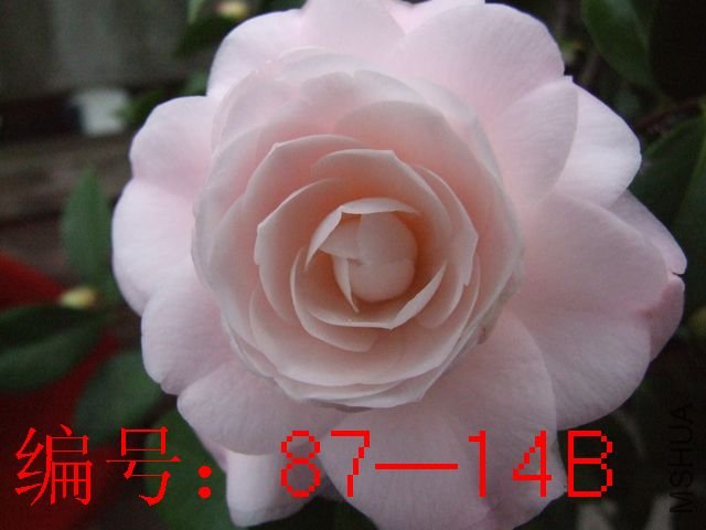 DSCF6560.JPG