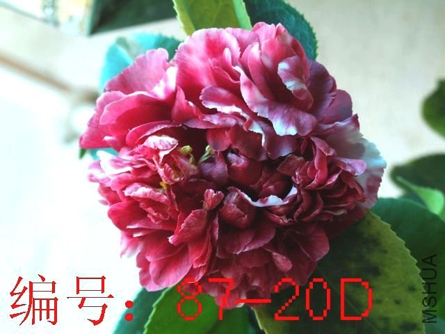 DSCF2117.JPG