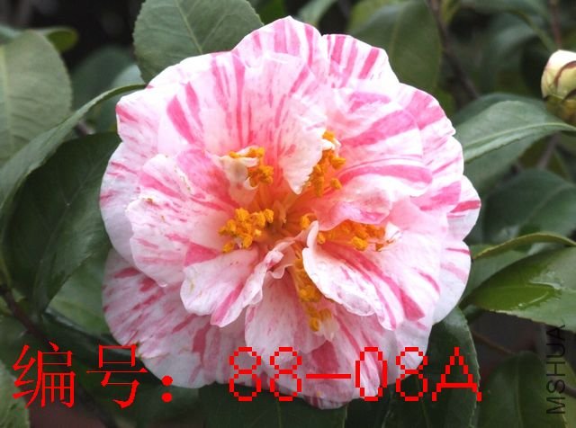 DSCF2991.JPG