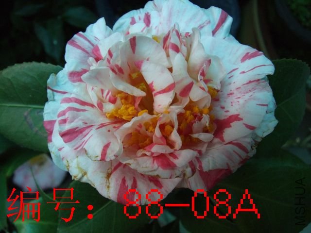DSCF6404.JPG