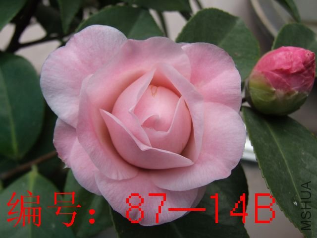 DSCF3882.JPG