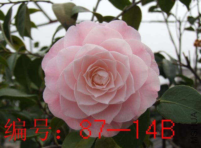 DSCF7806.JPG