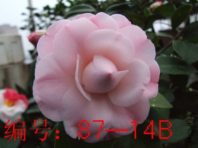 DSCF6551.JPG