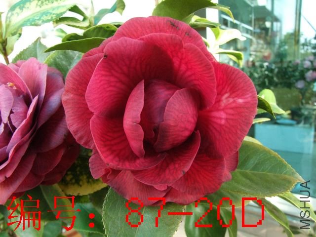 DSCF7582.JPG