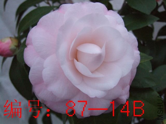 DSCF6658.JPG