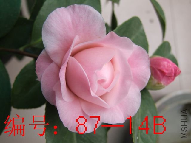 DSCF3878.JPG