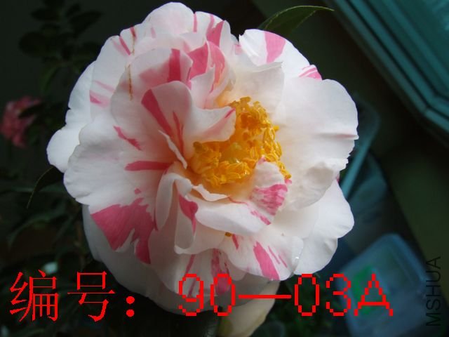 DSCF8932.JPG