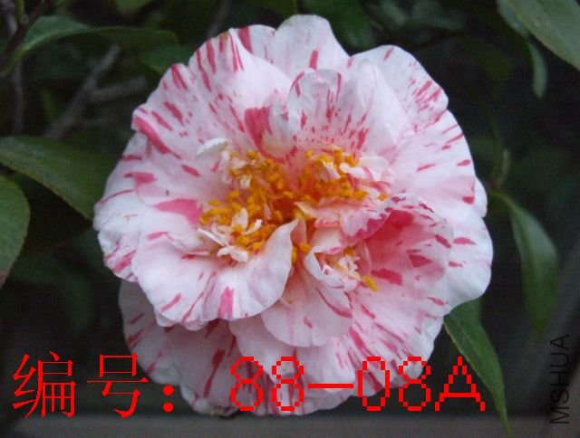 DSCF3384.JPG