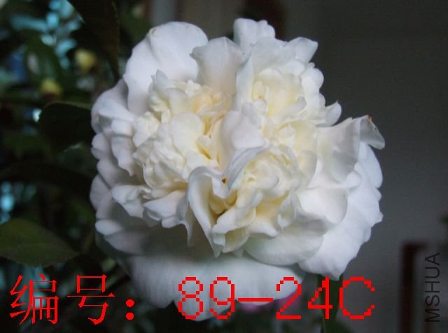 DSCF4299.JPG