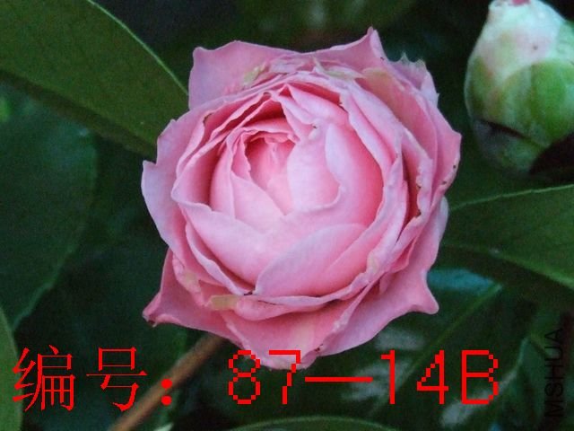 DSCF8113.JPG
