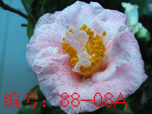 DSCF6506.JPG