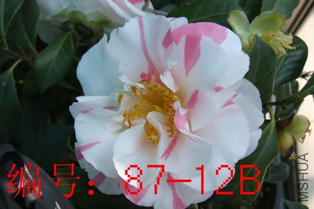 DSCF3937.JPG