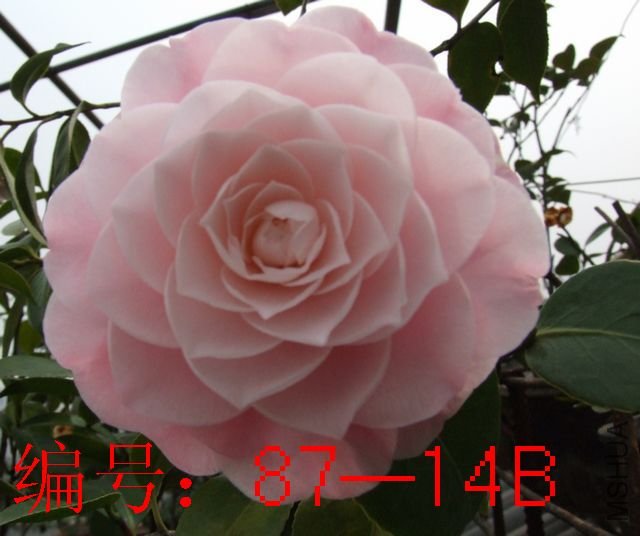 DSCF7815.JPG
