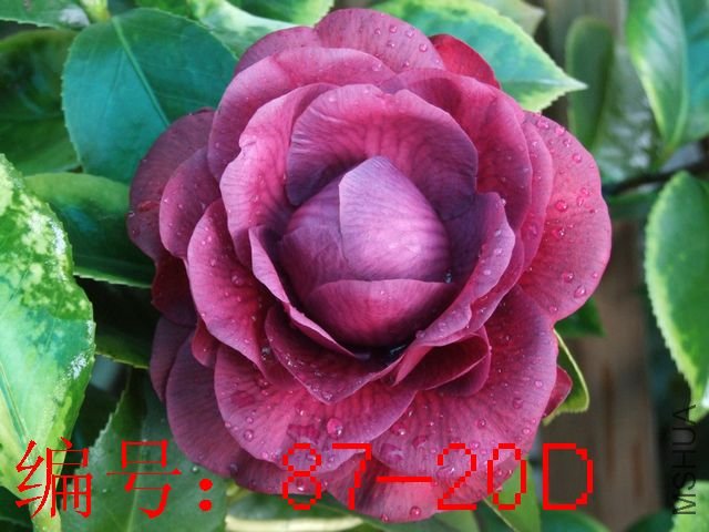 DSCF7452.JPG