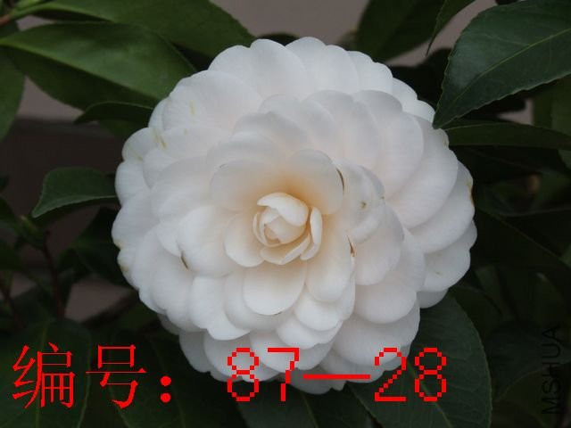 DSCF2900.JPG
