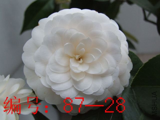 DSCF7072.jpg