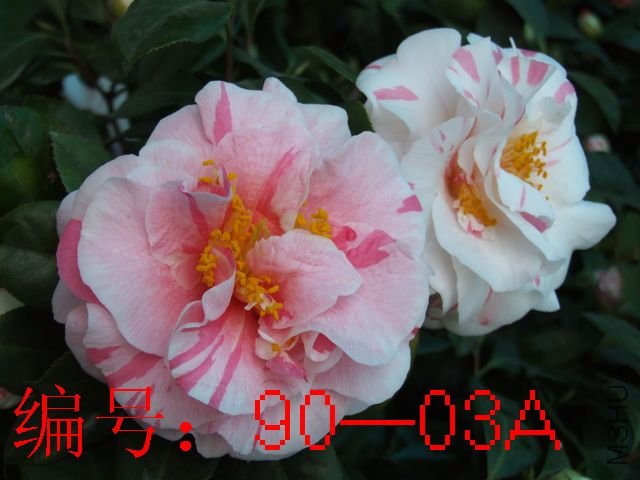 DSCF8782.JPG