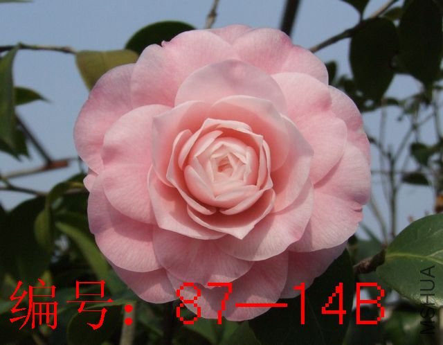 DSCF7792.JPG