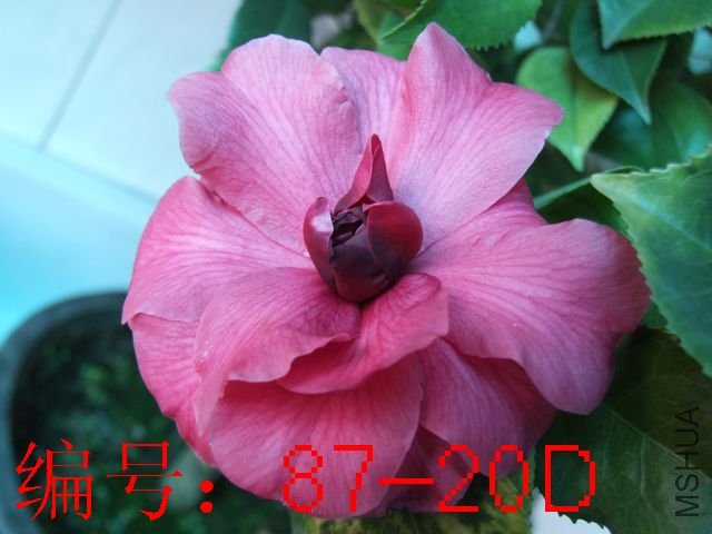 DSCF2127.JPG