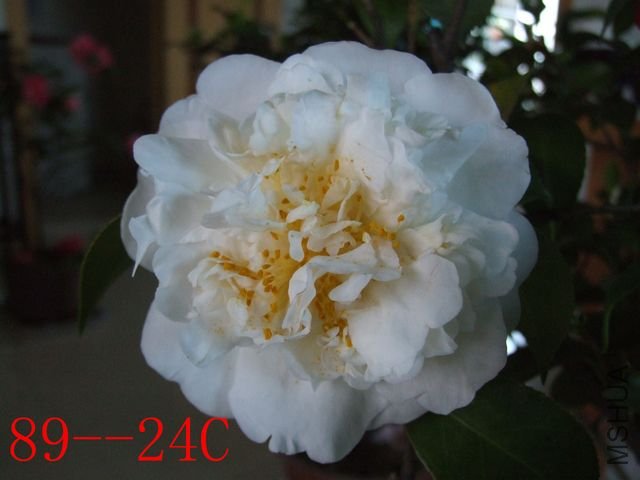 DSCF8072.JPG
