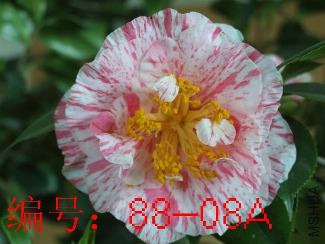 DSCF0185.JPG