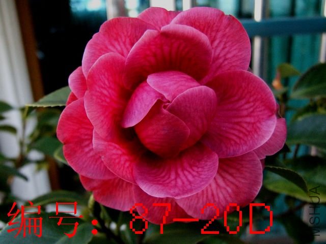 DSCF4199.JPG
