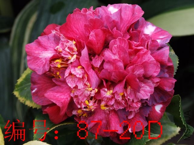 DSCF7412.JPG