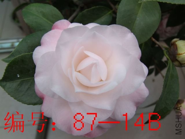 DSCF4252.JPG